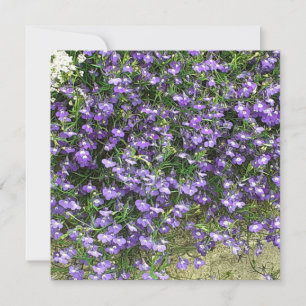 Lila Vår blommor-platta kort