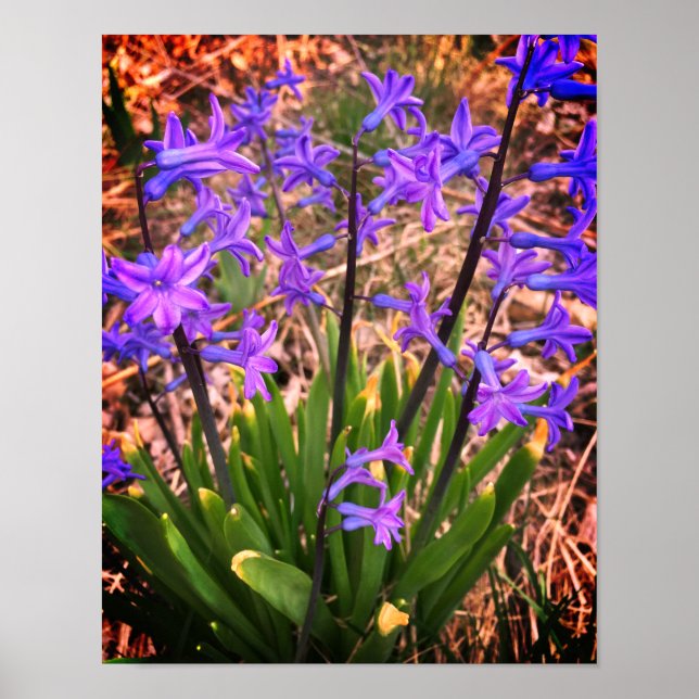 Lila Vår blommor Poster (Framsidan)