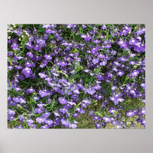 Lila Vår blommor Poster