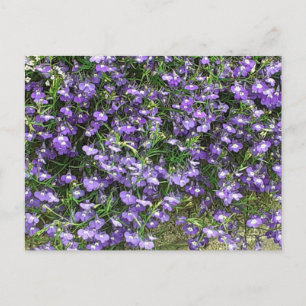Lila Vår blommor vykort