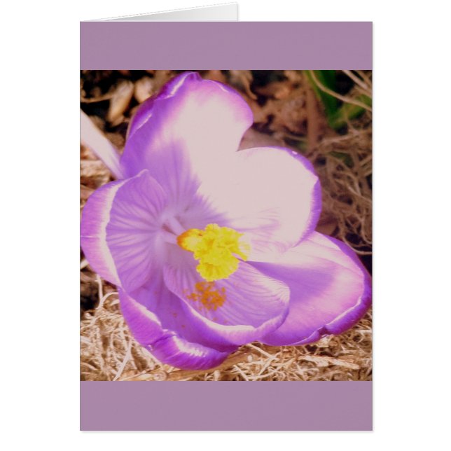 Lila Vår Crocus Hälsningskort (Framsidan)