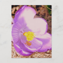 Lila Vår Crocus Vykort
