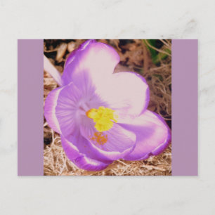Lila Vår Crocus Vykort