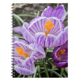 Lila Vår Crocuses. Anteckningsbok