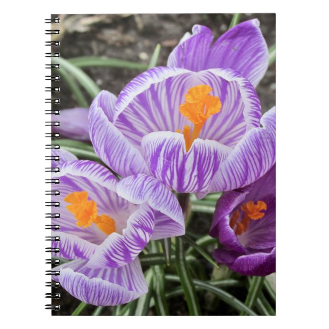 Lila Vår Crocuses. Anteckningsbok (Framsidan)