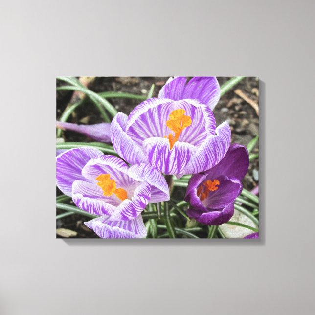 Lila Vår Crocuses. Canvastryck (Framsida)