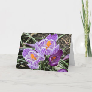 Lila Vår Crocuses. Kort