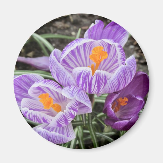 Lila Vår Crocuses. Magnet (Framsidan)