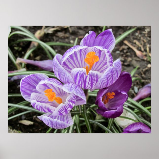 Lila Vår Crocuses. Poster (Framsidan)