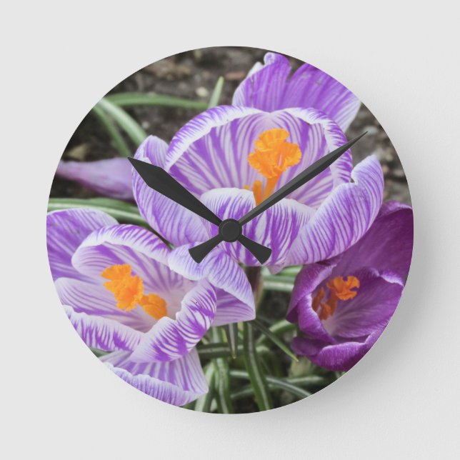 Lila Vår Crocuses. Rund Klocka (Framsida)