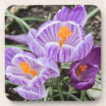 Lila Vår Crocuses.