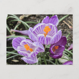 Lila Vår Crocuses. Vykort