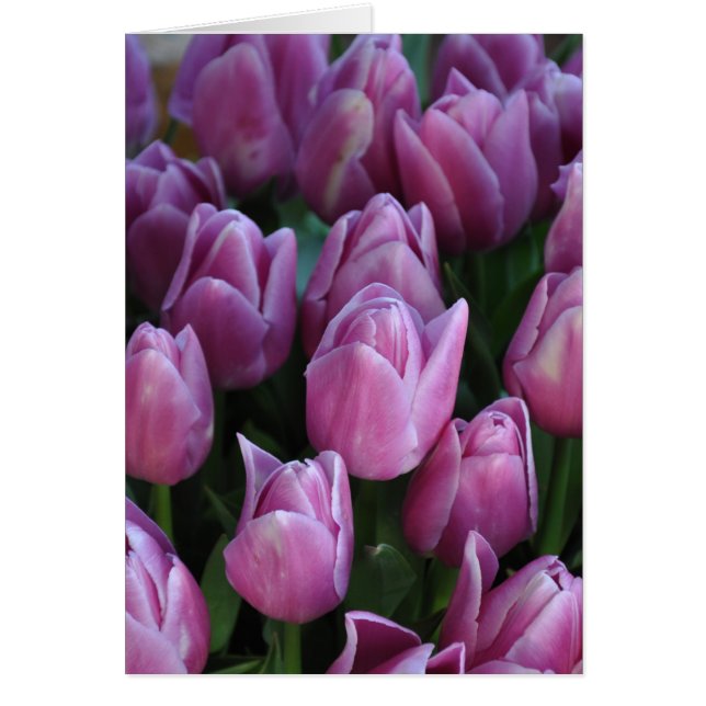 Lila vår tulpaner hälsningskort (Framsidan)