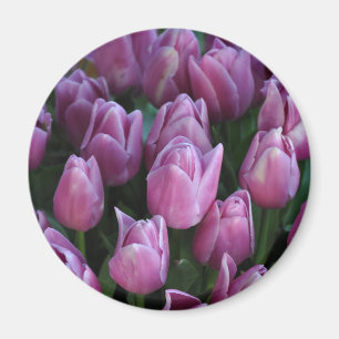 Lila vår tulpaner magnet