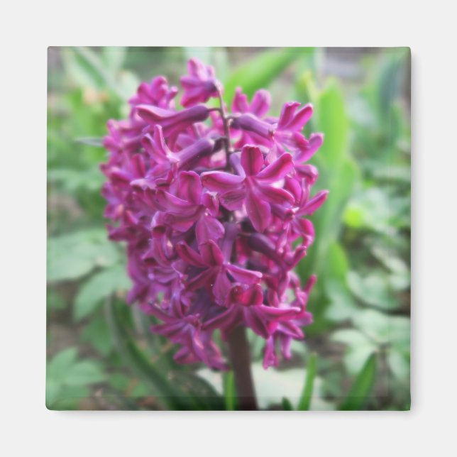 lila vårblomma magnet (Framsidan)