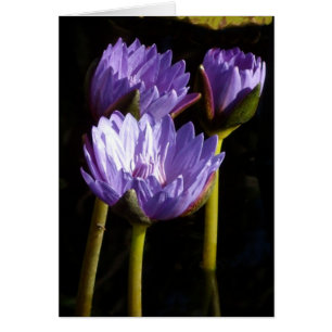 Lila Vatten Lilies Hälsningskort