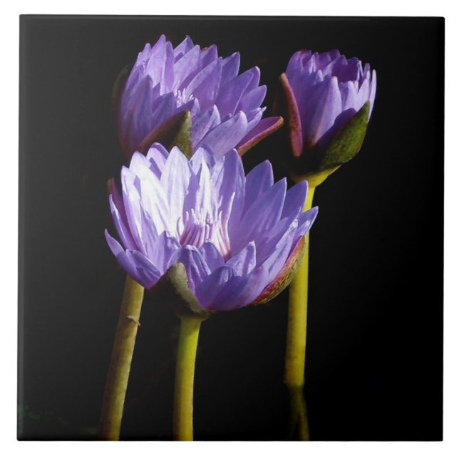 Lila Vatten Lilies Kakelplatta (Framsidan)