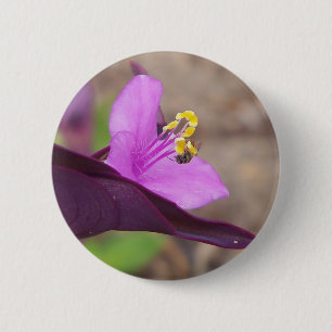 lila växt som kallas tradescantia och en liten bin knapp