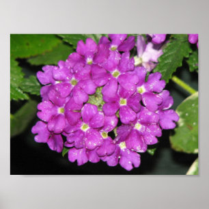 Lila Verbena Poster