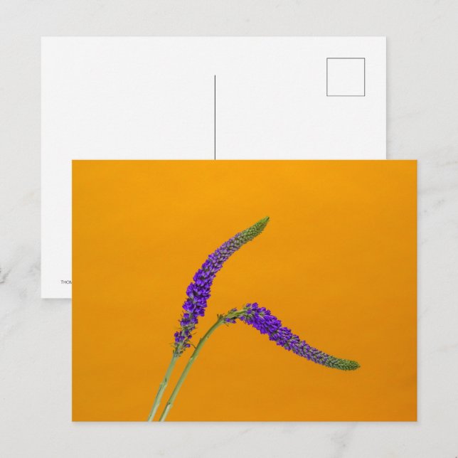 Lila Veronicas vykort (Fram/baksida)