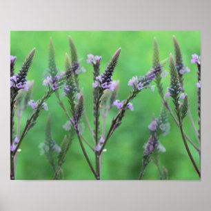 Lila Vervain Flowers Multiplied Poster