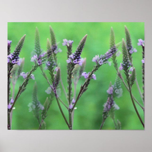 Lila Vervain Flowers Multiplied Poster (Framsidan)