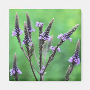 Lila Vervain Wildblomsblommor - fotonät Magnet