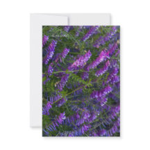 Lila Vetch Flowers
