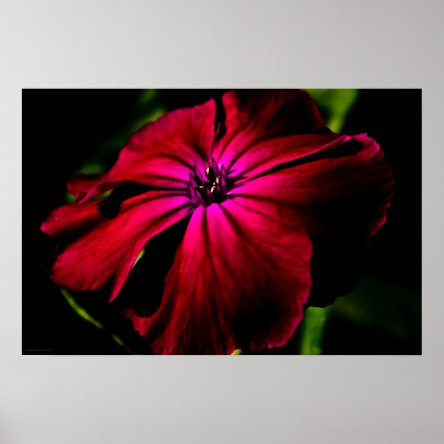 Lila Vild Blommor Wapcn Poster (Framsidan)