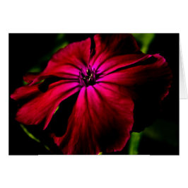 Lila Vild Flower Gccnm Hälsningskort