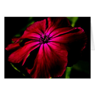 Lila Vild Flower Gccnm Hälsningskort