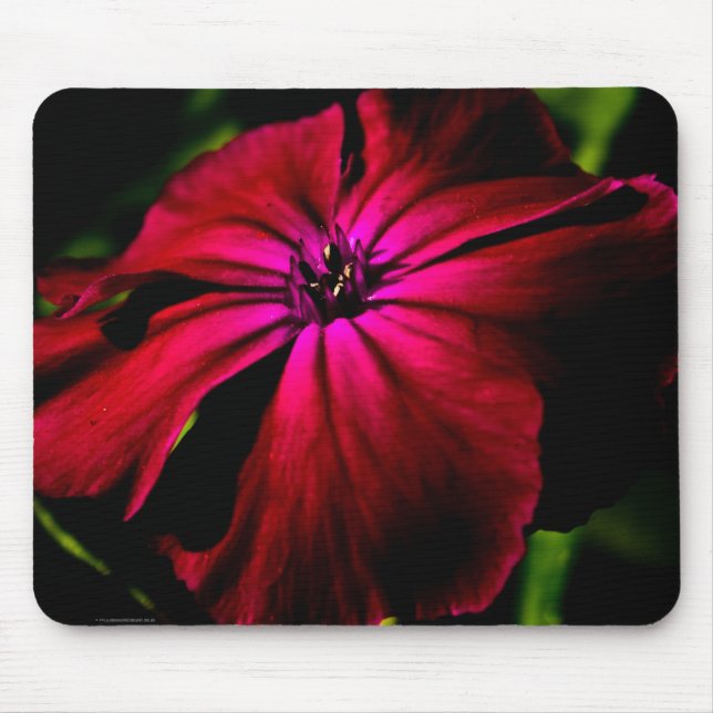 Lila Vild Flower mpcna Musmatta (Framsidan)