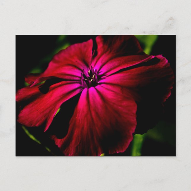 Lila Vild Flower pca Vykort (Framsida)
