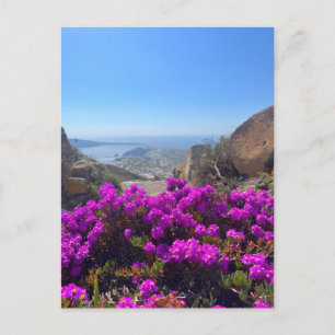 Lila Vild Flowers Santorini Greece Photography Vykort