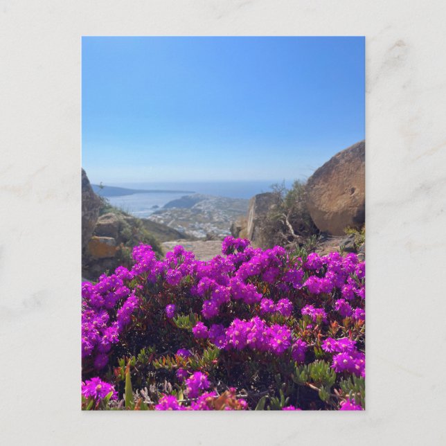 Lila Vild Flowers Santorini Greece Photography Vykort (Framsida)