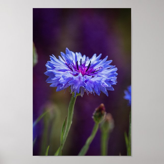 Lila Vild Foto blomma - makrofotfoto Poster (Framsidan)
