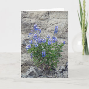 lila vilda blommor i sten kort