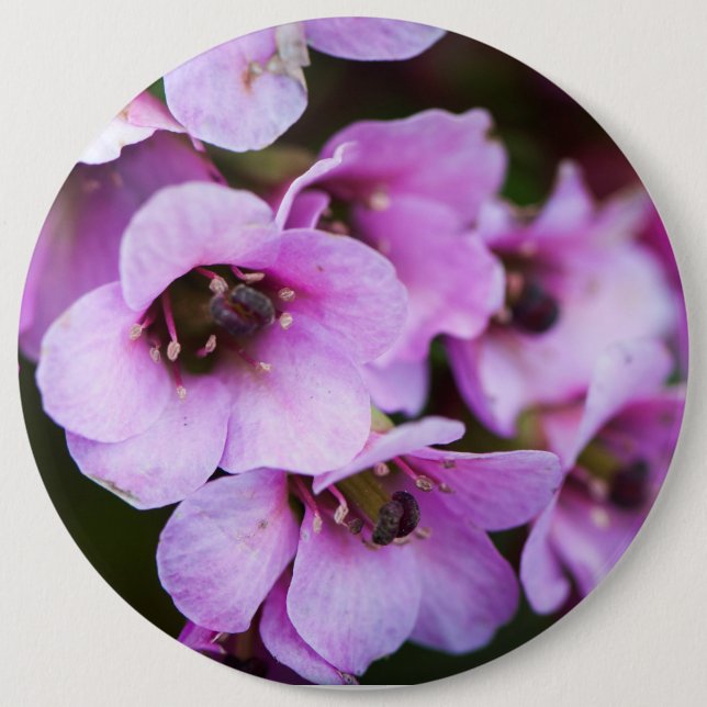 Lila vilda blommor knapp (Framsida)