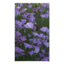 lila vilda blommor överallt fototryck