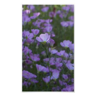 lila vilda blommor överallt fototryck