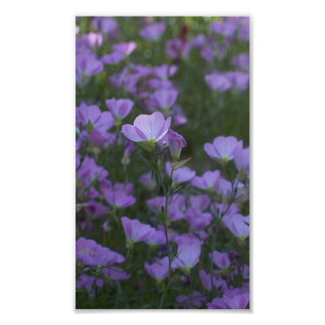 lila vilda blommor överallt fototryck (Framsidan)