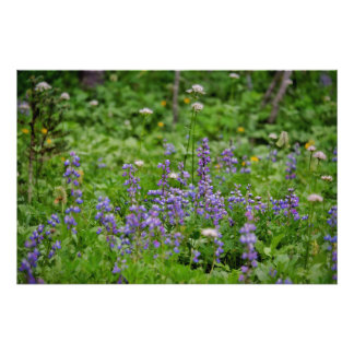 Lila vildblomma fototryck