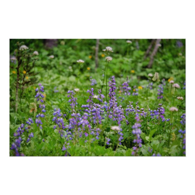 Lila vildblomma fototryck (Framsidan)