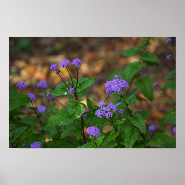 Lila vildblommor affisch (Framsidan)
