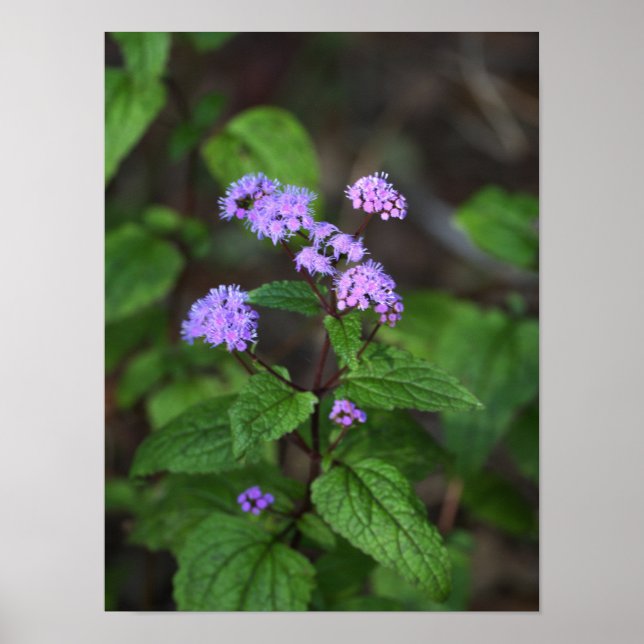 Lila vildblommor affisch (Framsidan)