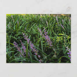 Lila vildblommor i grönt gräs närbild vykort