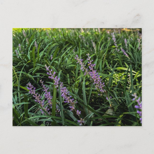 Lila vildblommor i grönt gräs närbild vykort (Framsida)