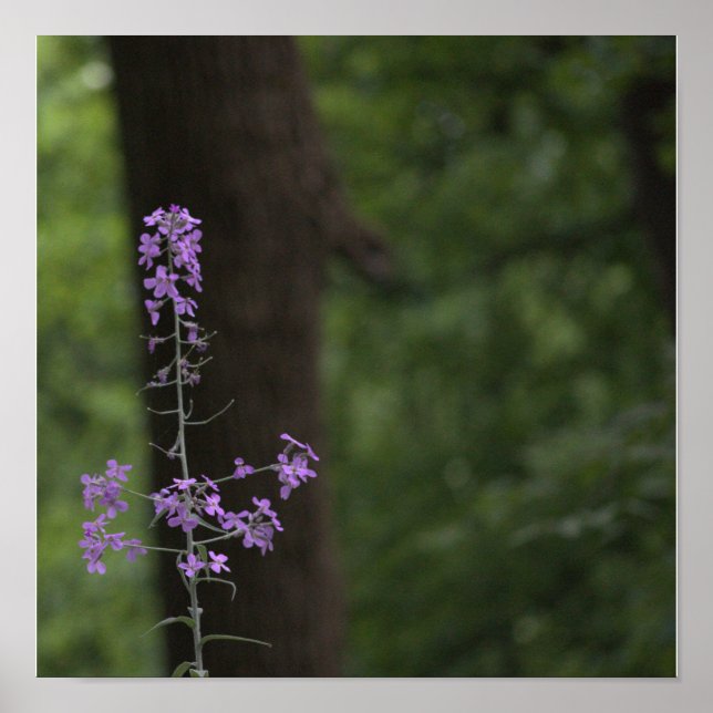 Lila vildblommor poster (Framsidan)