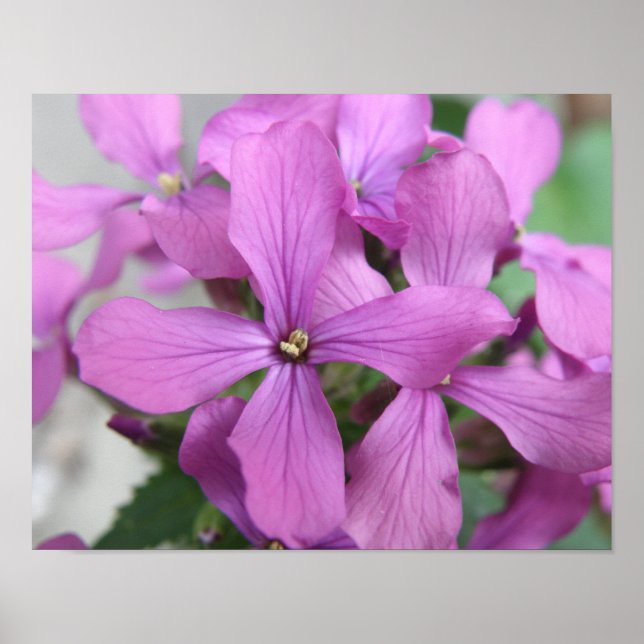 Lila vildblomsutskrift poster (Framsidan)