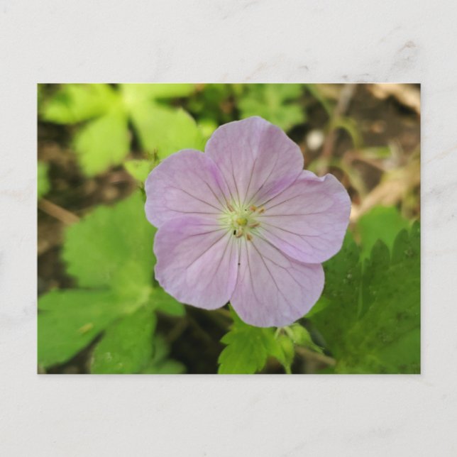 Lila vildpelargon Michigan Vildblomma Postkort Helg Vykort (Framsida)